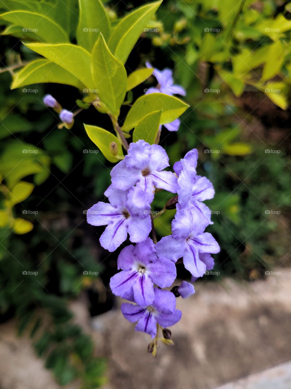 Blue small flowers yet beautiful and vibrant...