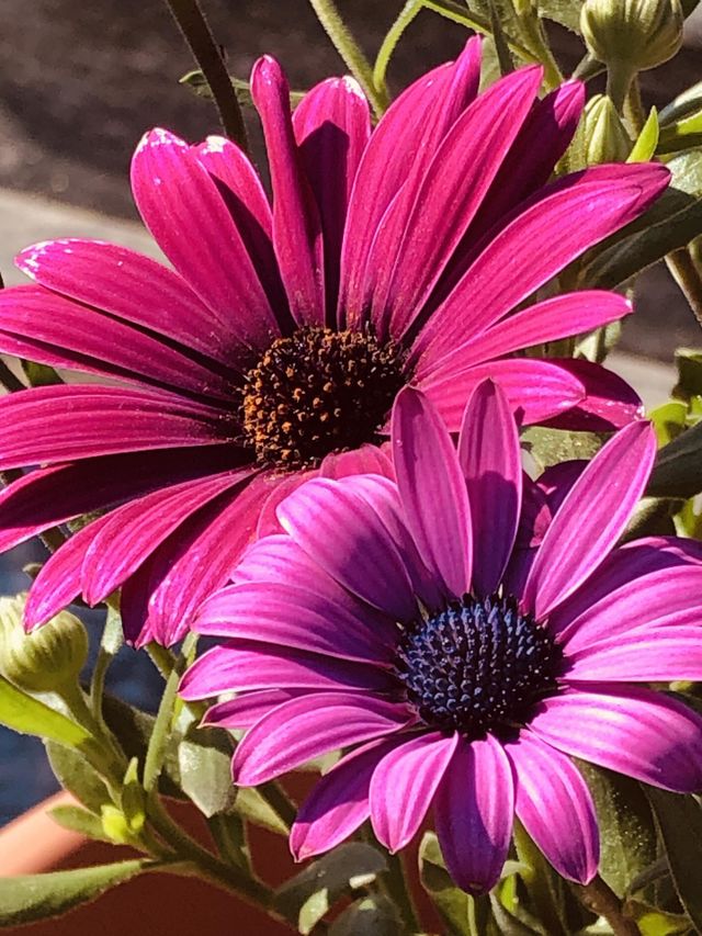 Fiori 