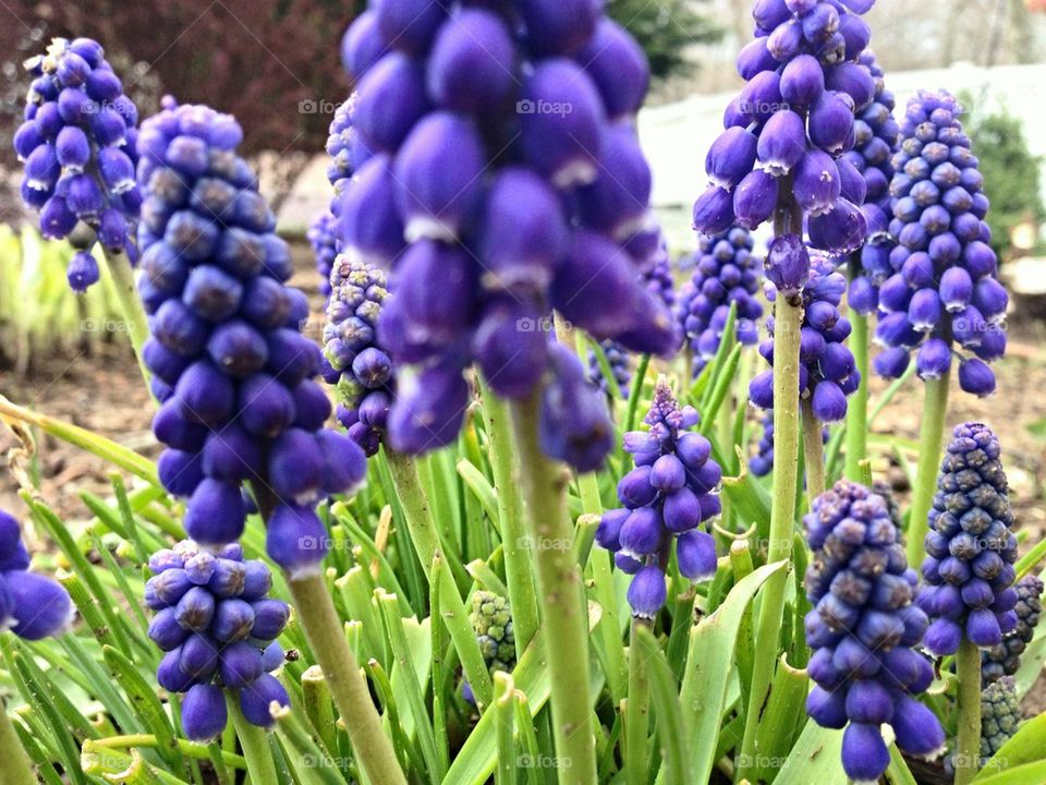 Purple blooms spring time