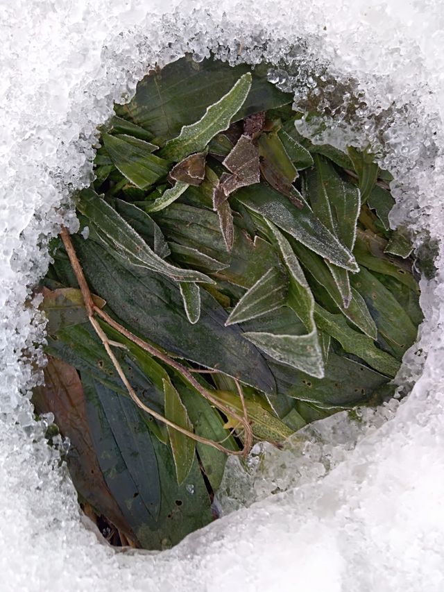 frozen nature