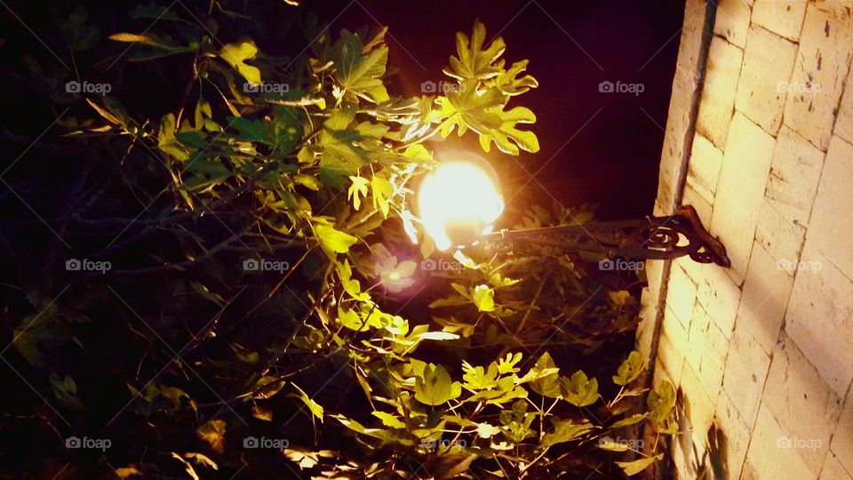 Leaf, Wood, No Person, Fall, Nature