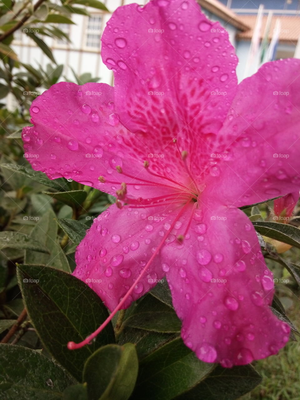 azaleia orvalho na flor rosa