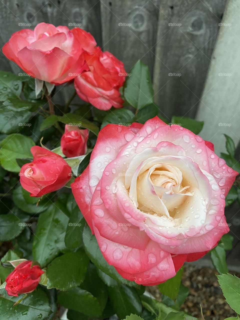 Morning dew flower