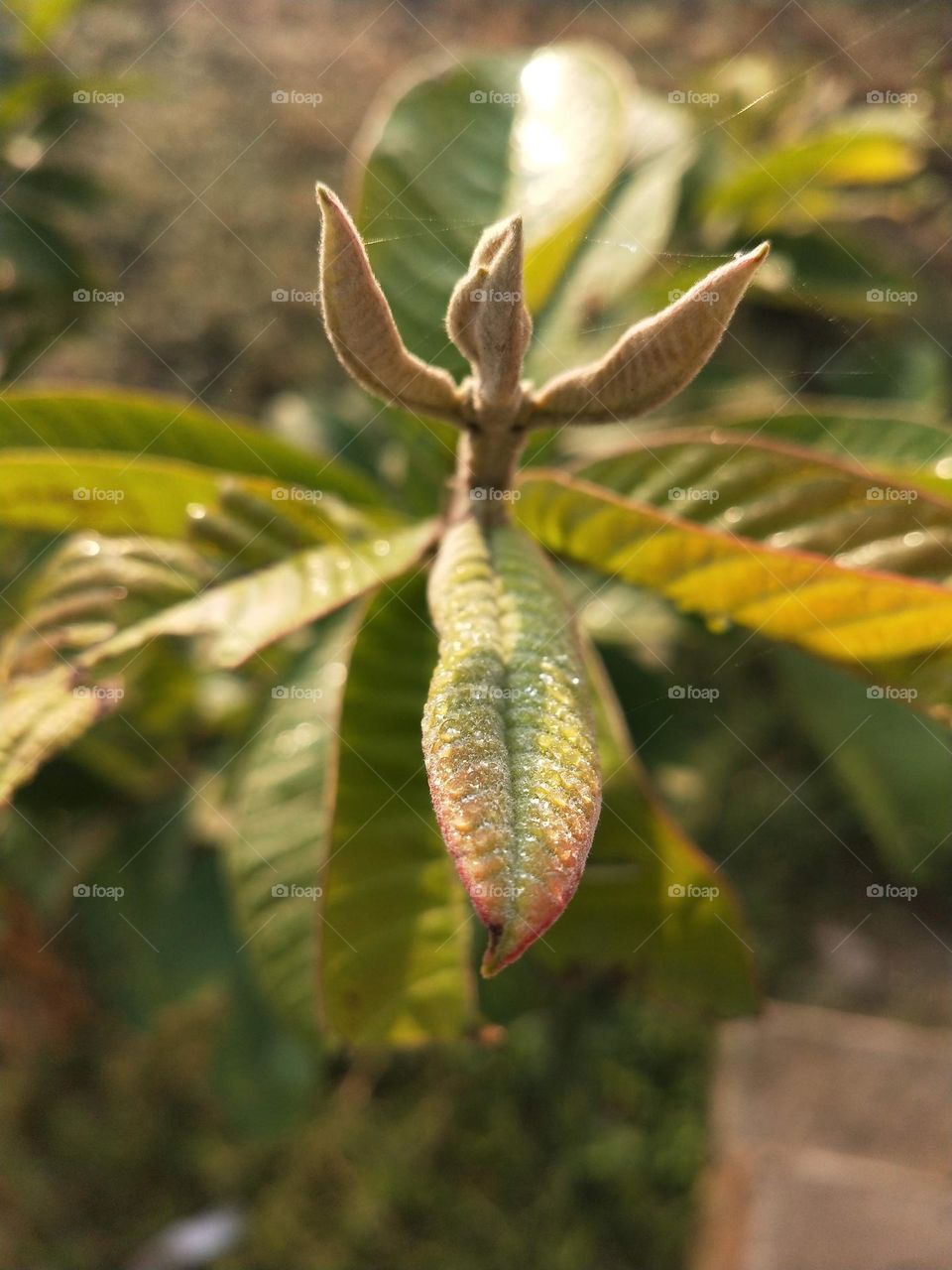 Unique shape of guava plant leaf captured by me during a walk in my garden.📸💚🌱