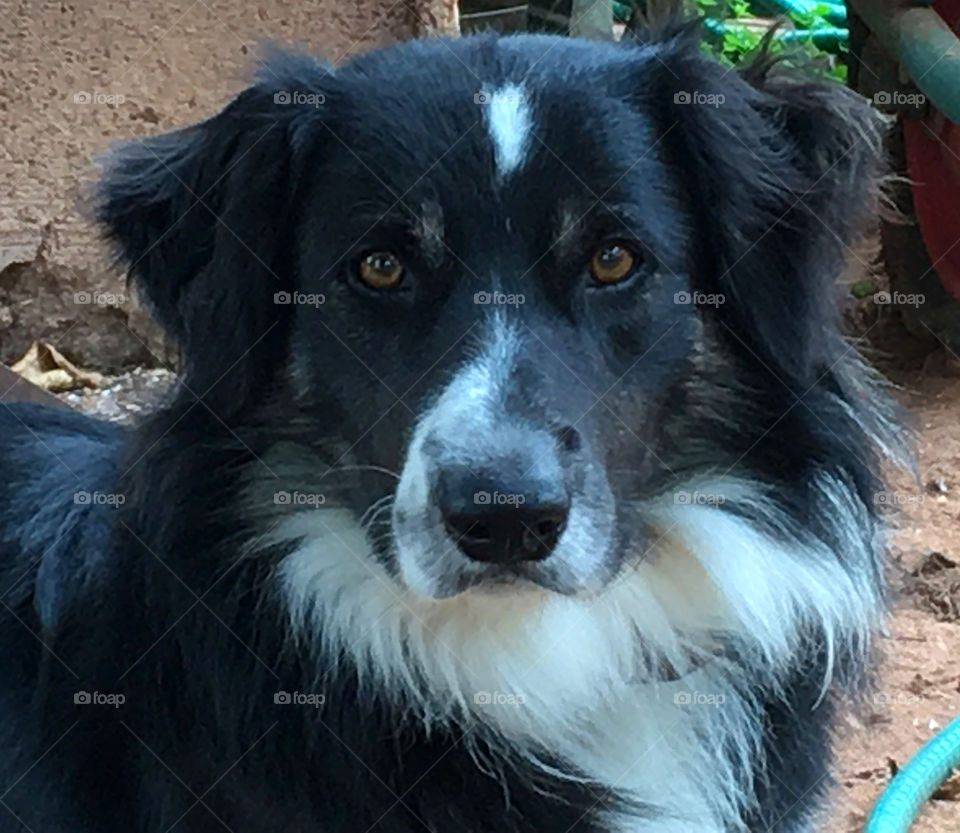 Border collie sheepdog 