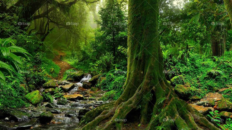 Roots of the tree are the strongest 