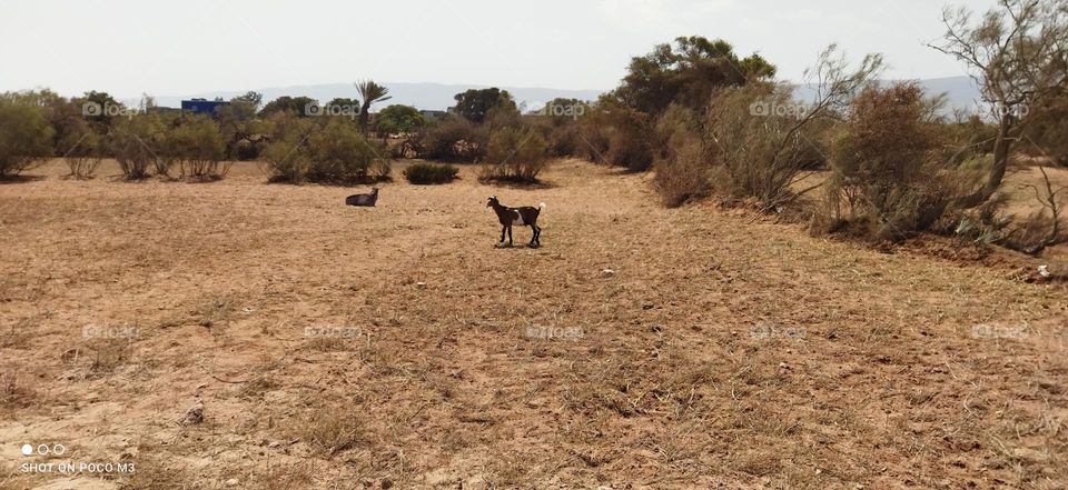 the goats in the field