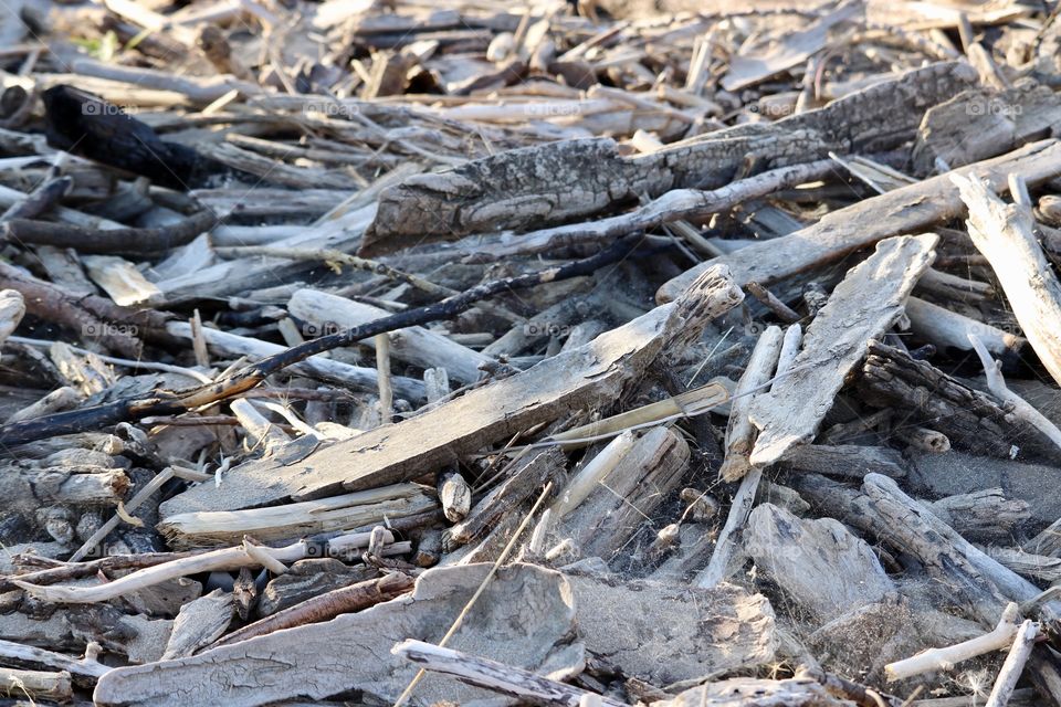 Lake Erie drift wood