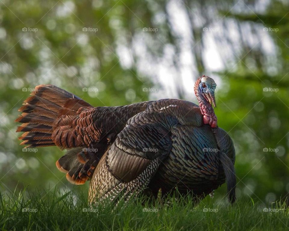 Wild Turkey