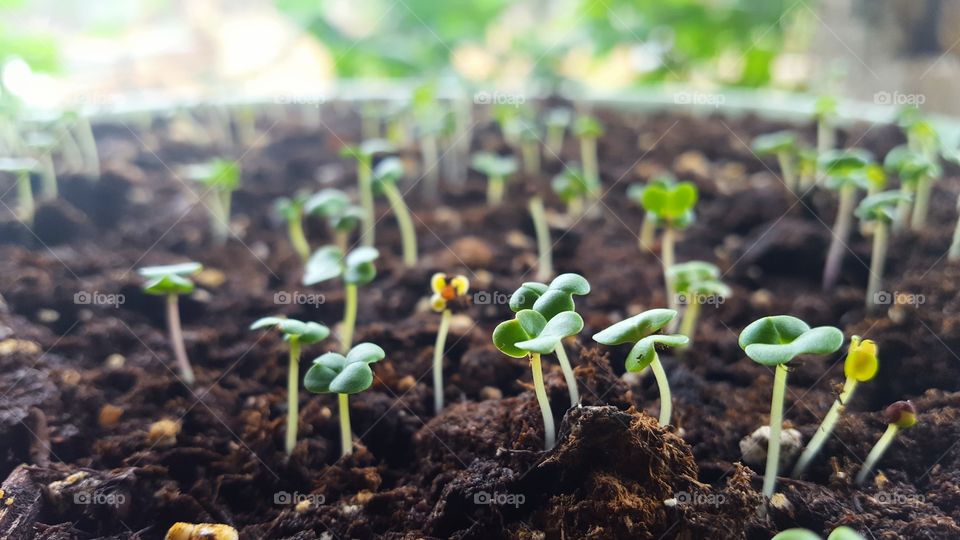 Celery seedlings growing up