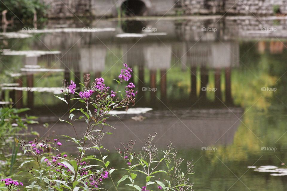 Bridge reflecting in the pond