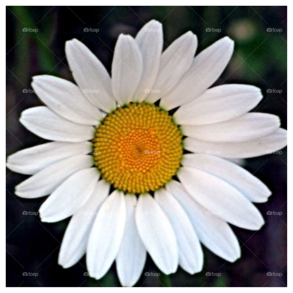 Daisy Closeup