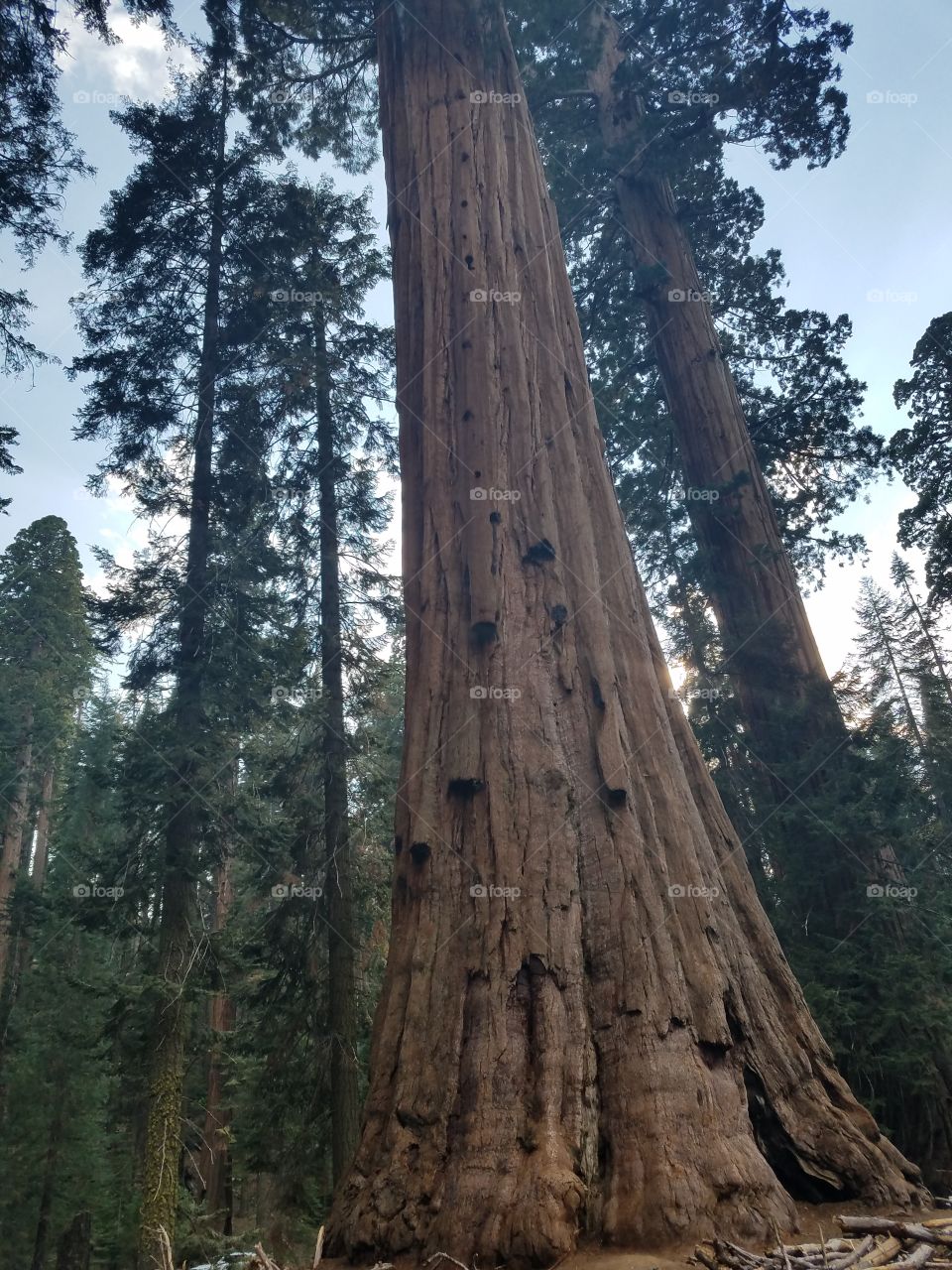 Giant Sequoia Redwood