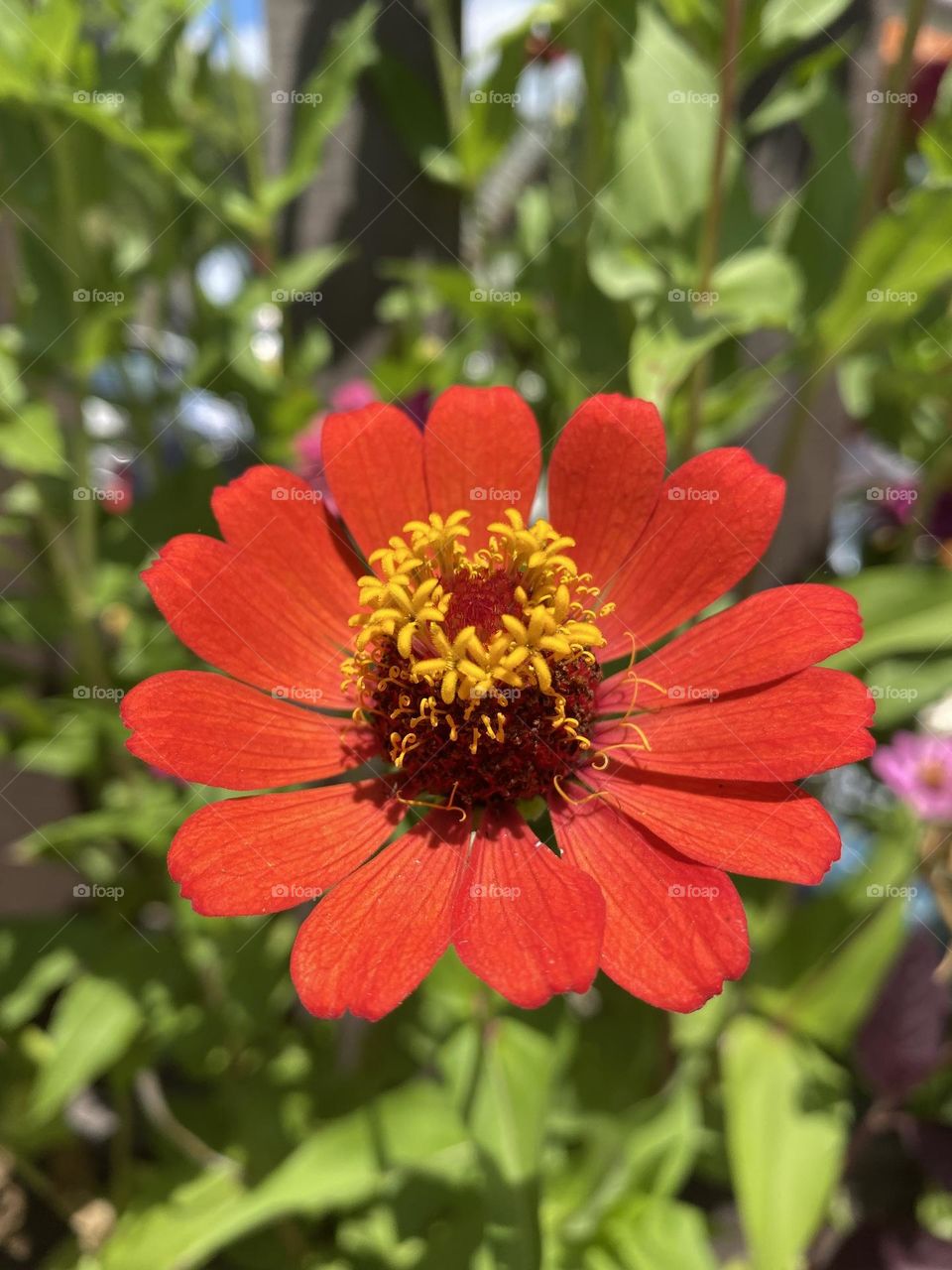 Red flower 