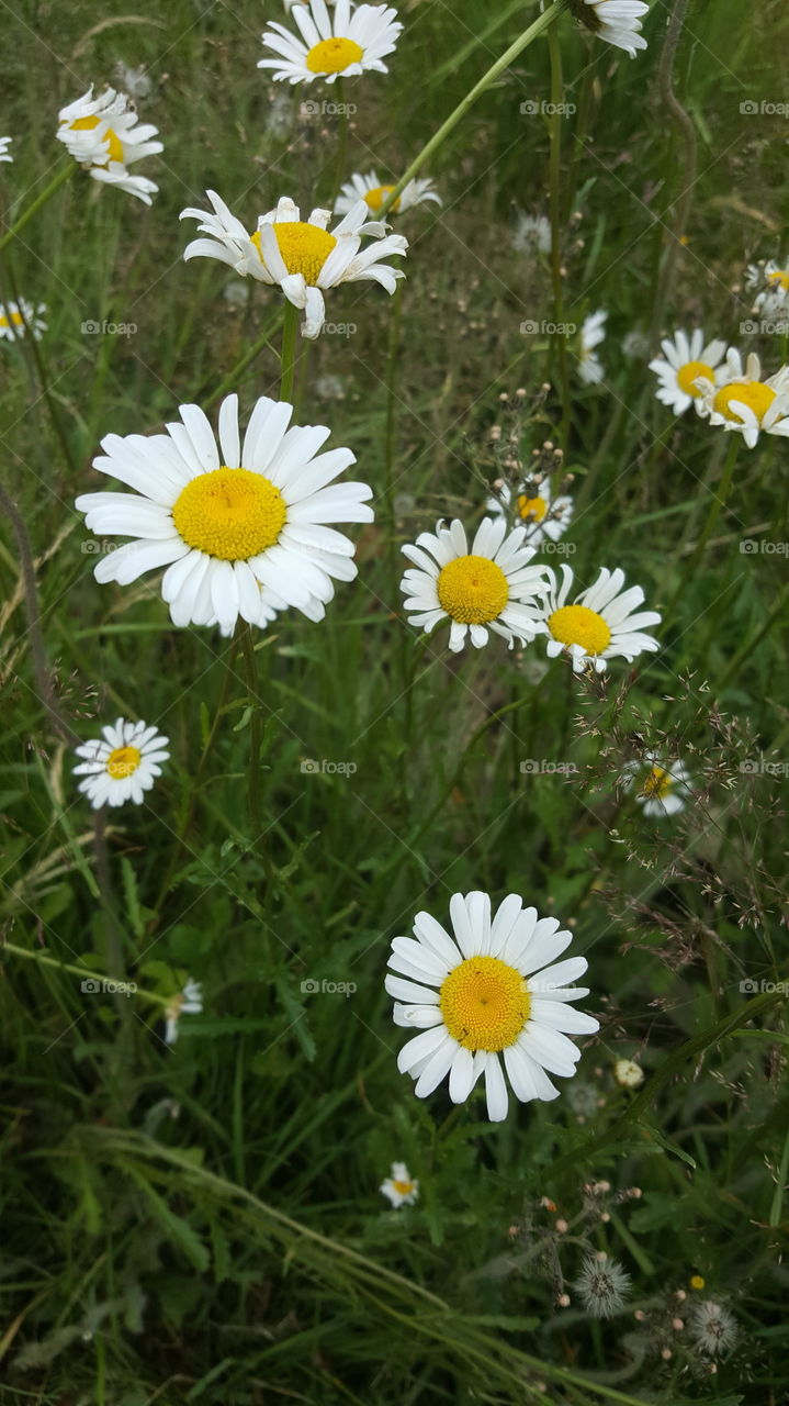 simple summer daisies