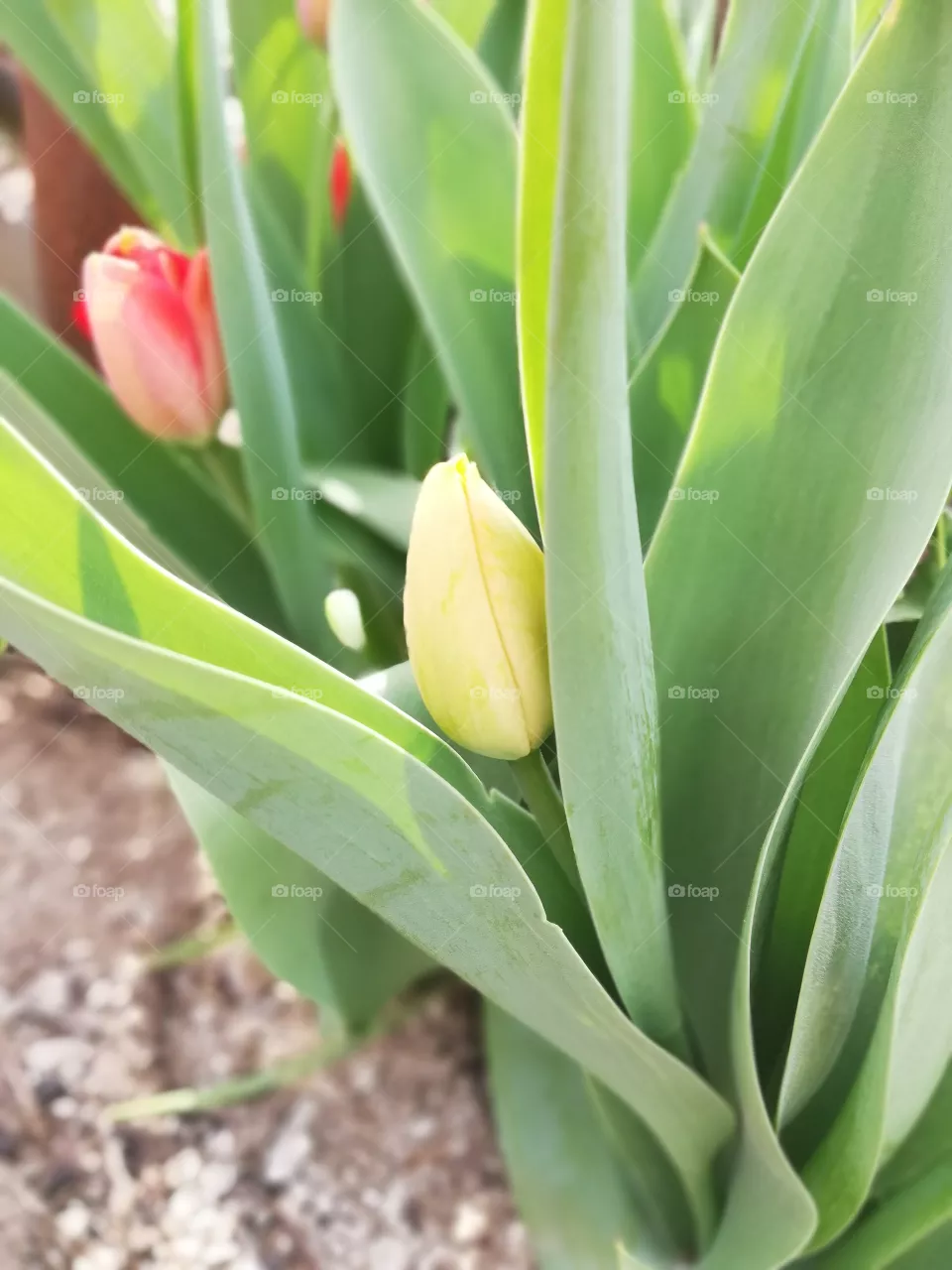 Tulipe