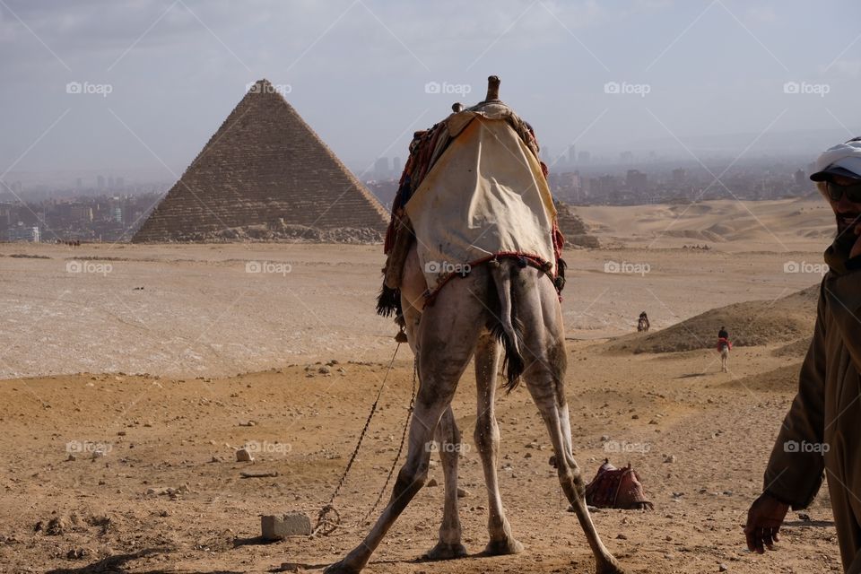 Camel is Peeing in front of Pyramid in Egypt 