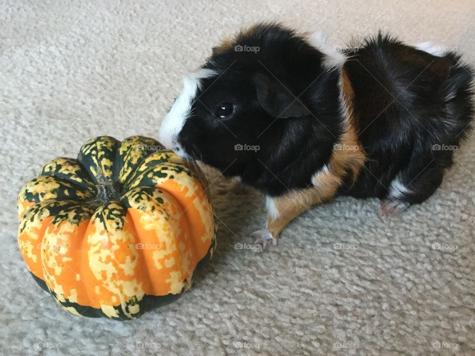 Sammy loves the pumpkin