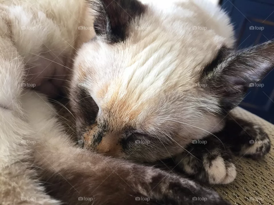 Mammal, Animal, Cat, Fur, Cute