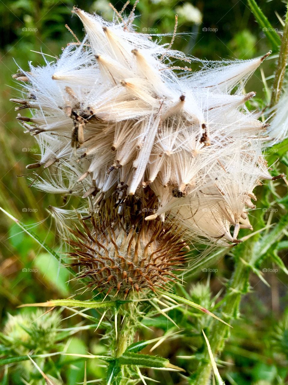 Bull thistle flower gone to seed 