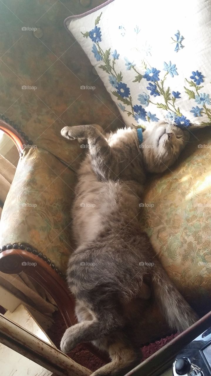 Kitty Belly Up