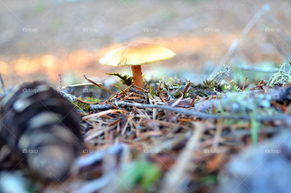 Close-up of Mushroom