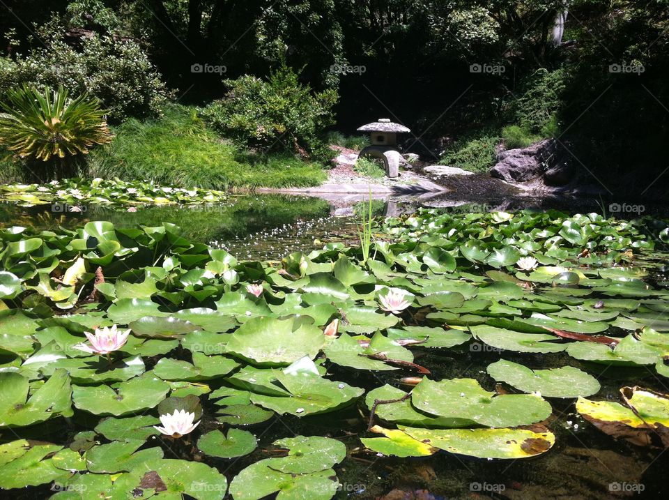 Lotus garden 