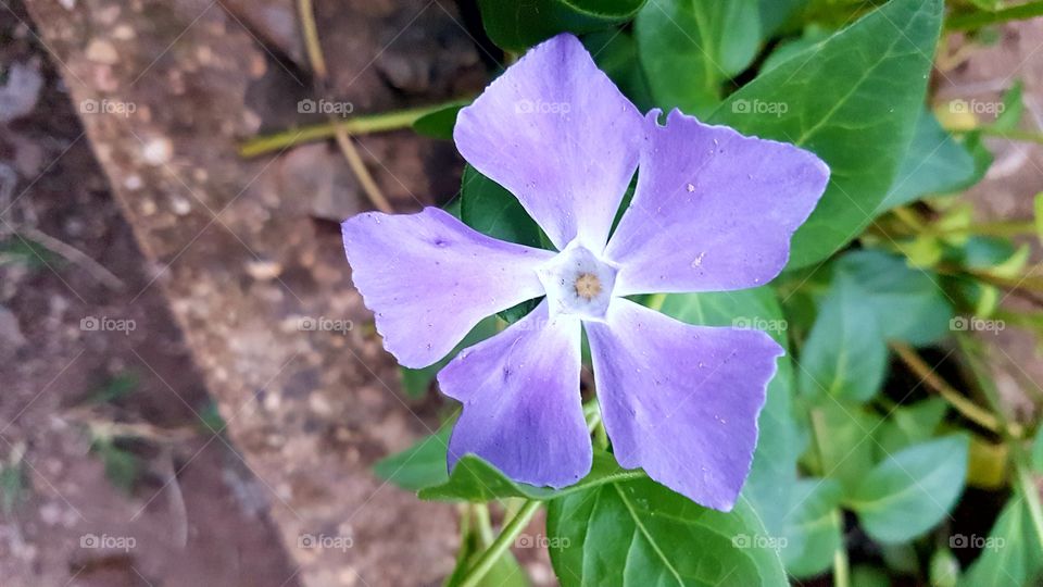 High angle view of violet flower