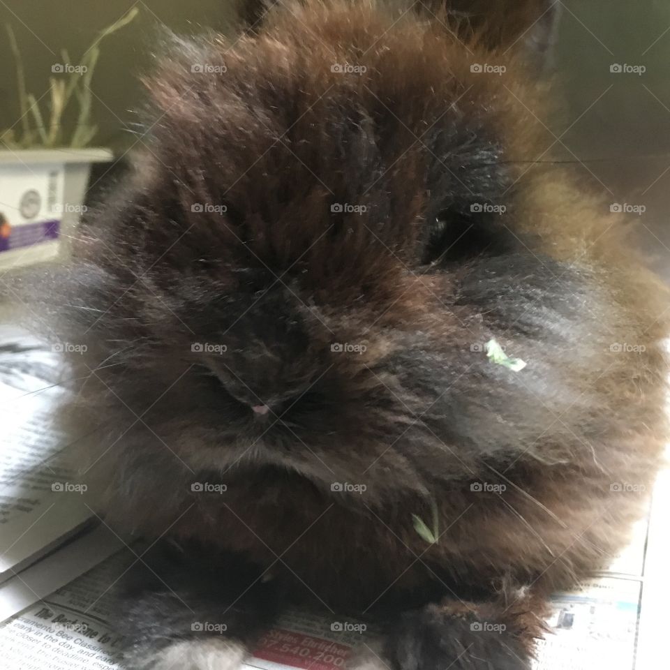 Closeup of brown Lionhead bunny at local shelter that was adopted and has a new forever home ❤️