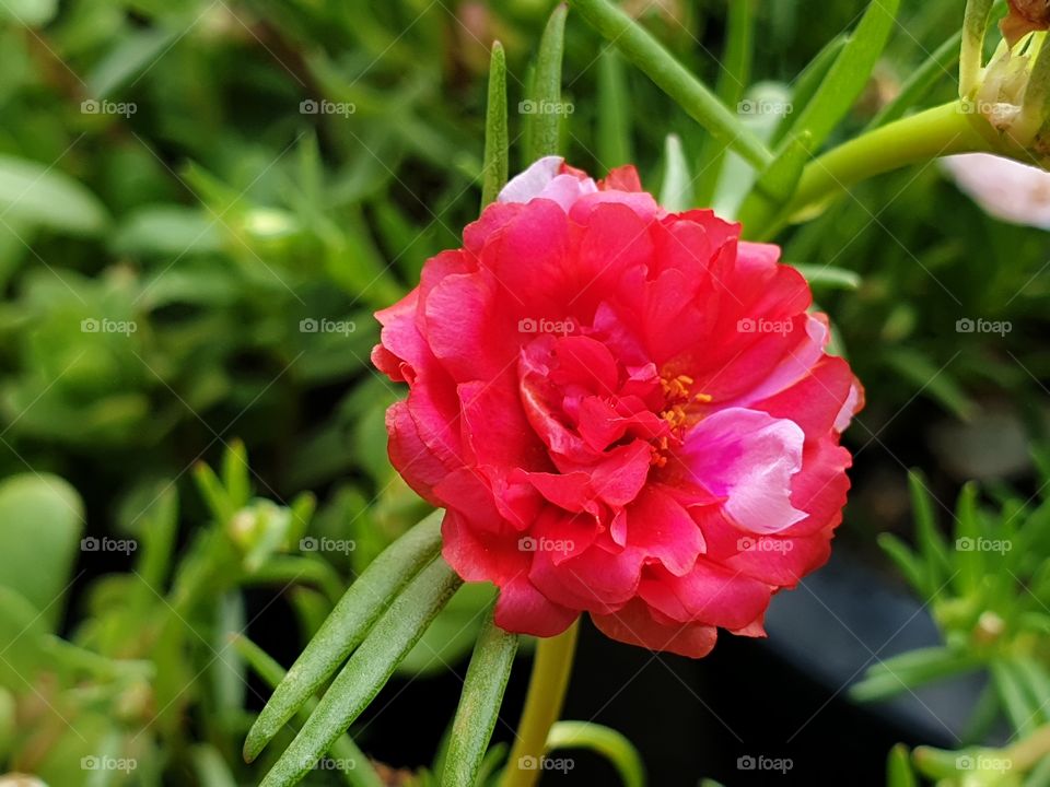 the Portulaca Grandiflora