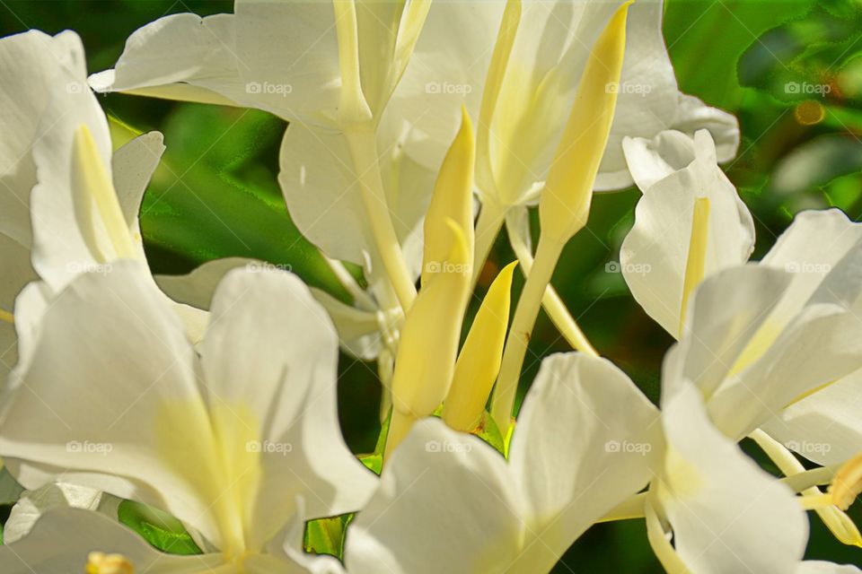 Flowers of White and Yellow