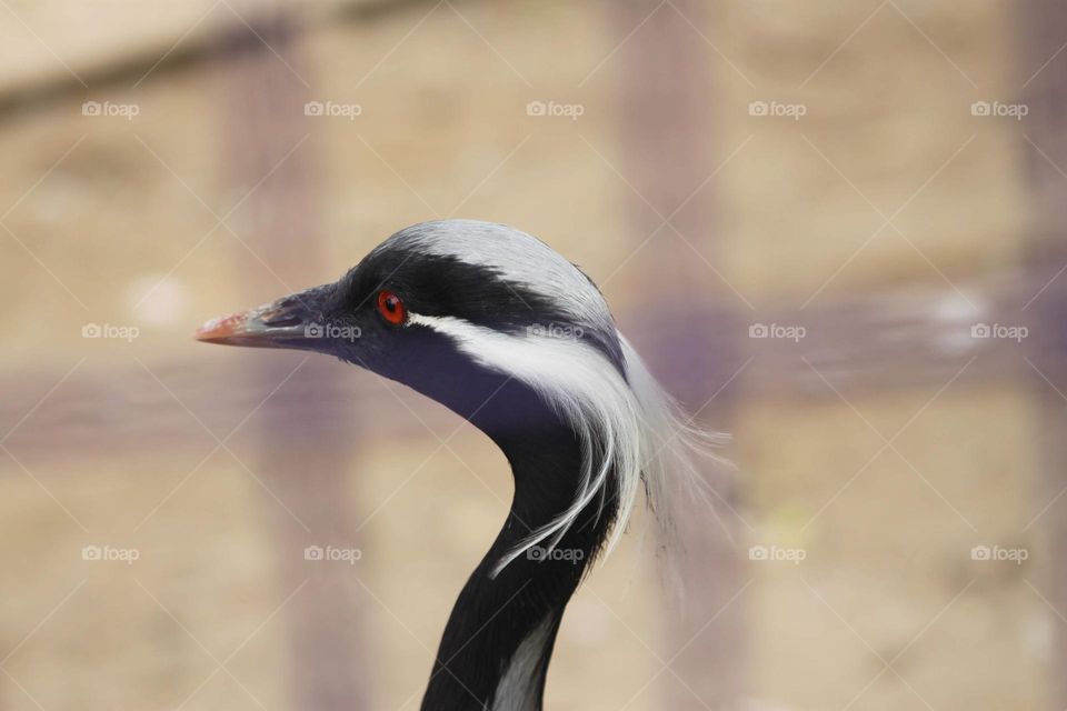 DUCK WITH RED EYE