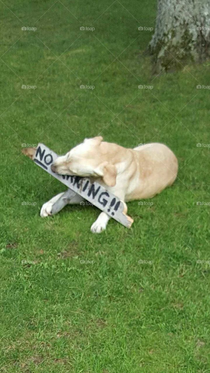 yellow lab chewing sign