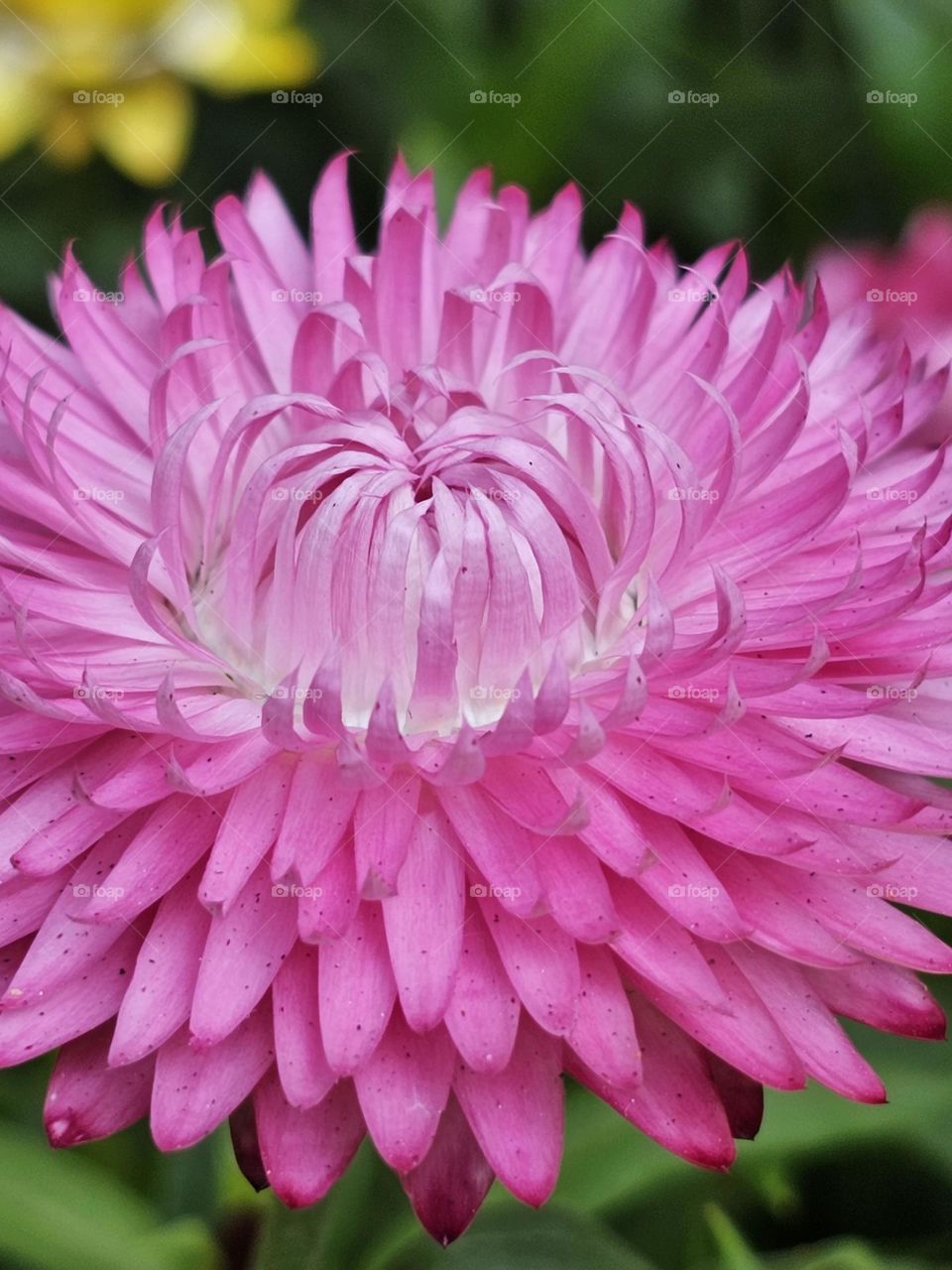 Pink blooming flower