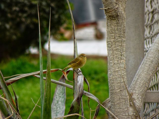 bird