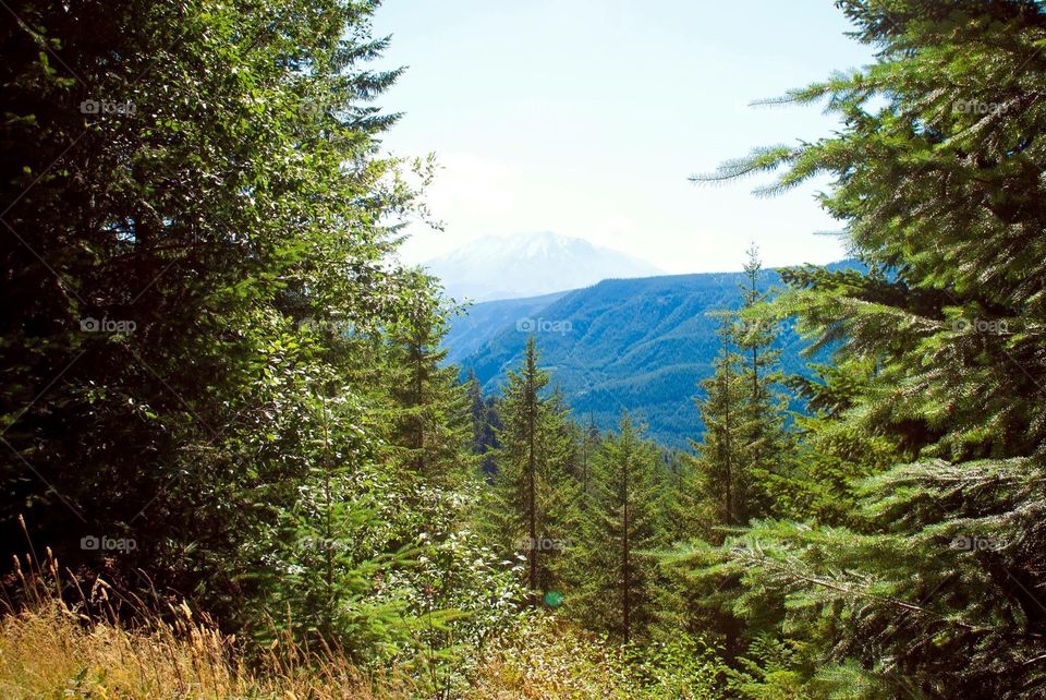 Evergreen and mountaintops