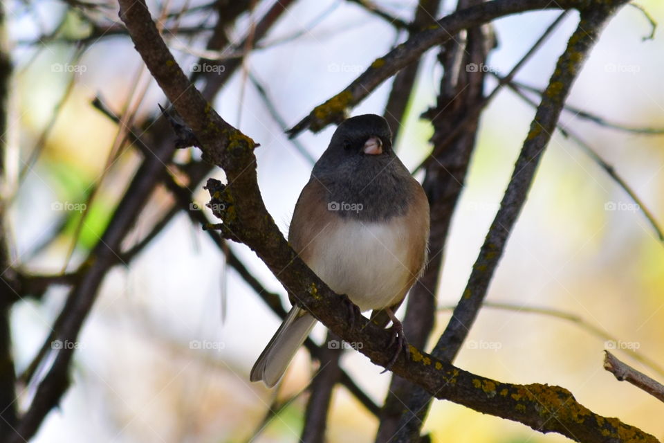 junco bird