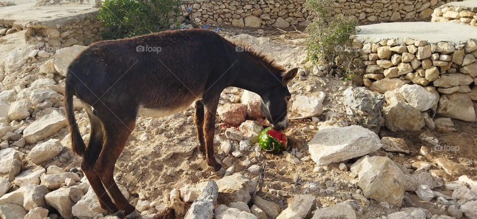 a beautiful donkey is eating watermelon.