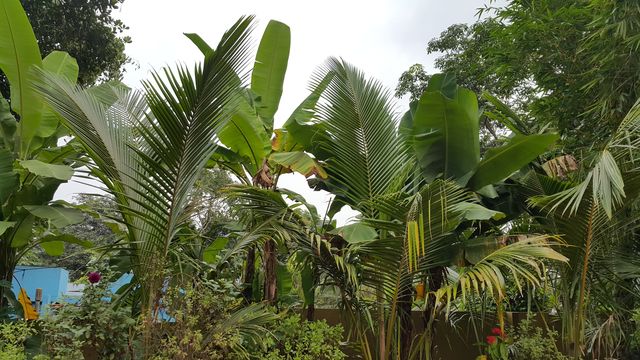 my garden