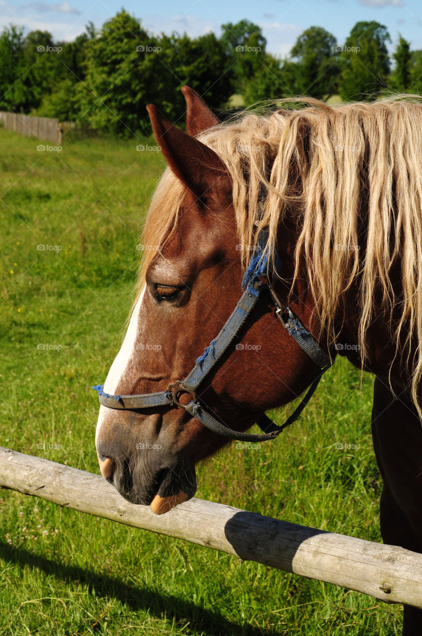 Close-up of stallion horse head