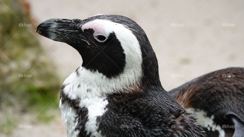 Black-Footed Penguin.