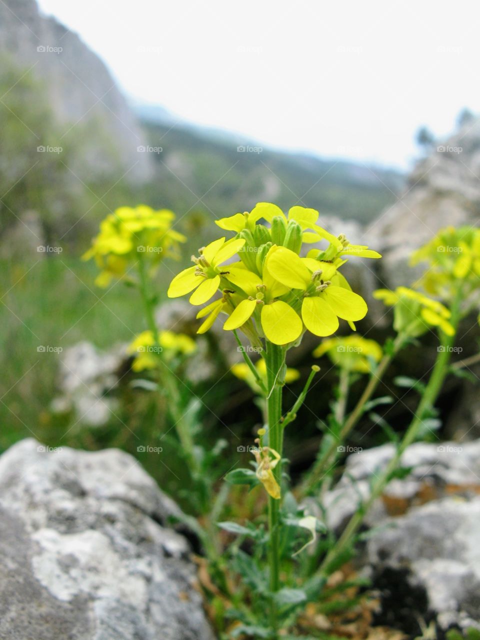 flowers in the mountains