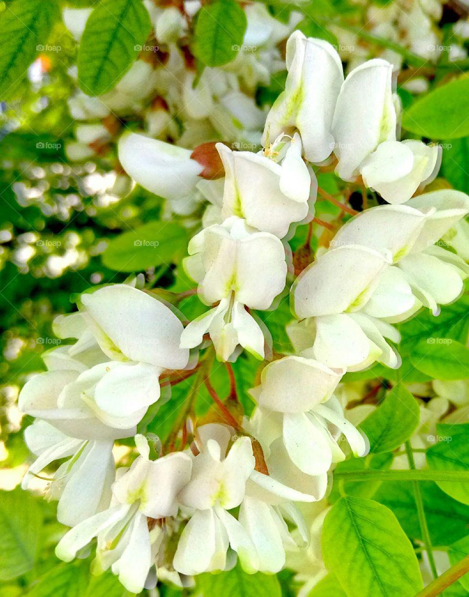 Nature, Flower, Flora, Leaf, Garden