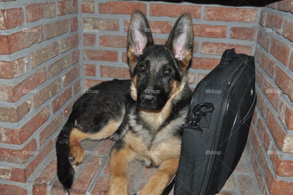 German Shepherd
