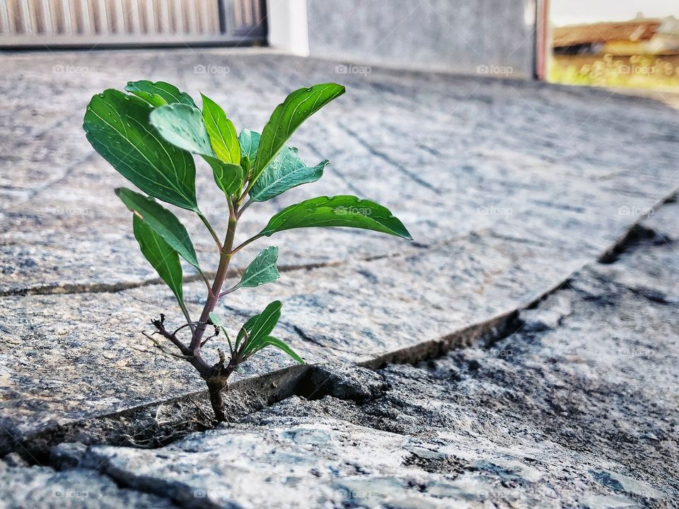 There, in between blocks built by men, nature found its way. A small plant is growing and getting strong. Nature is beautiful, and always finds a way!