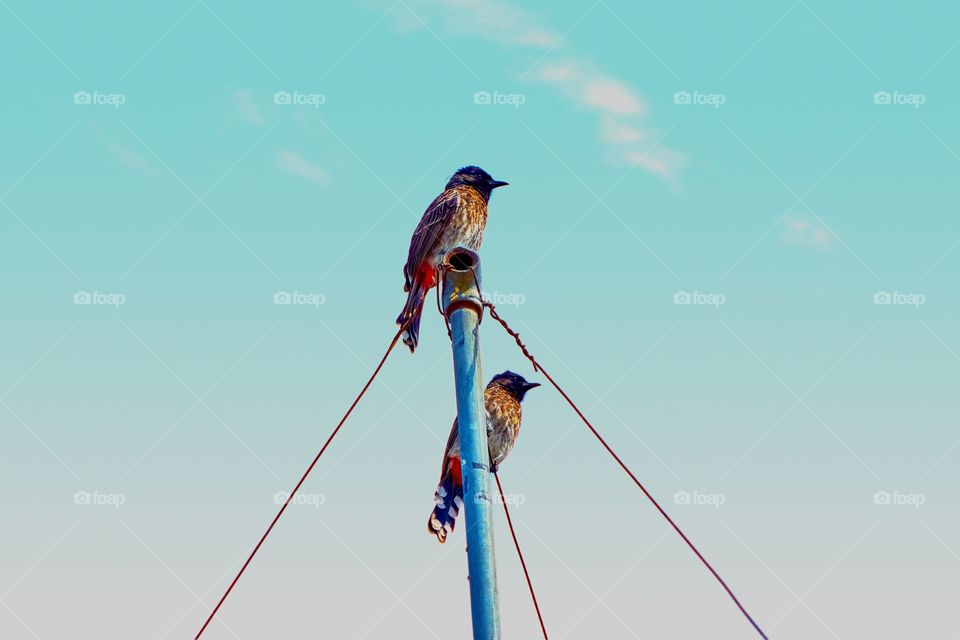 Bird photography - red vented bulbull - pair - Perching behaviour