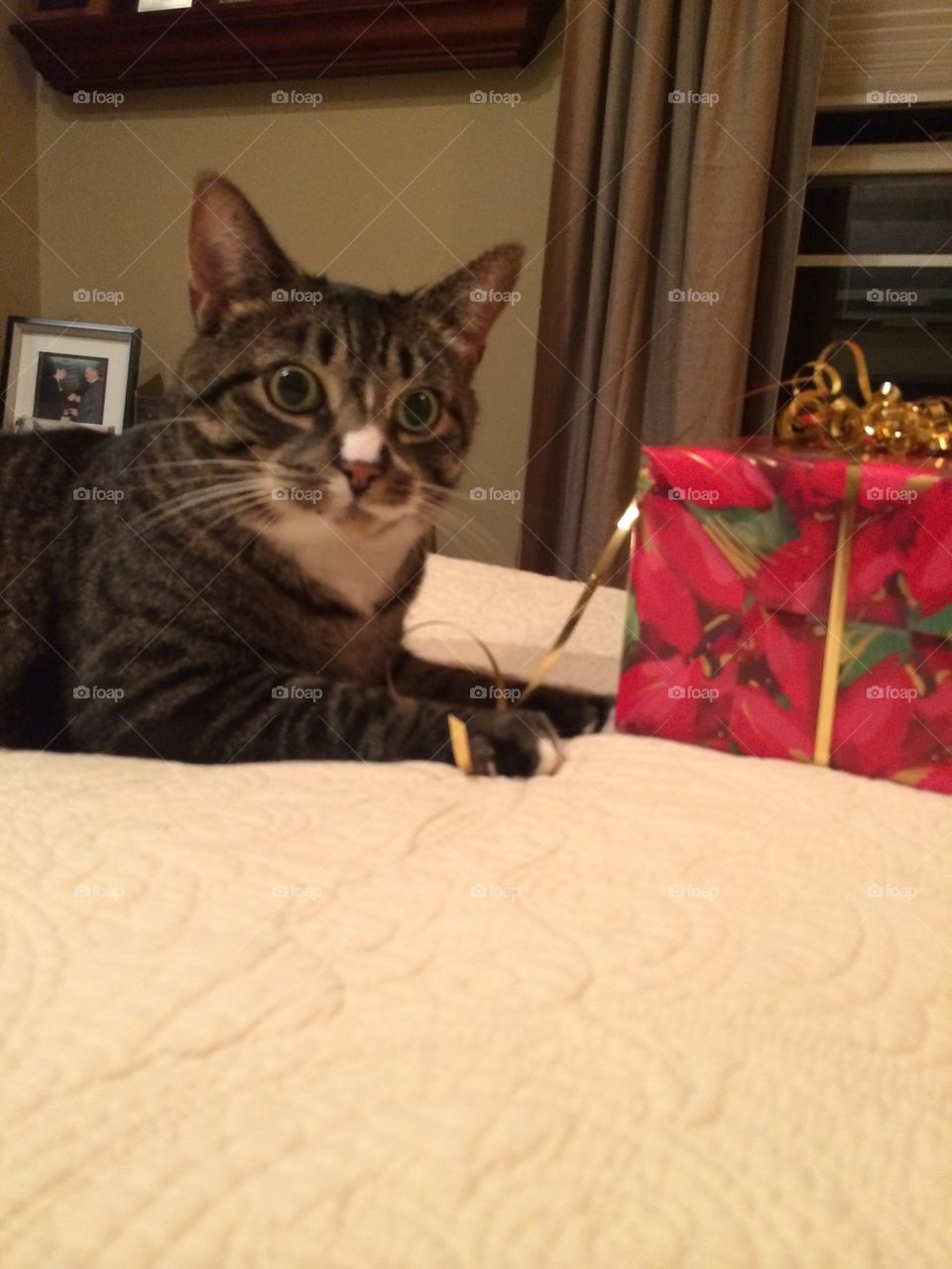 Cat with Christmas present