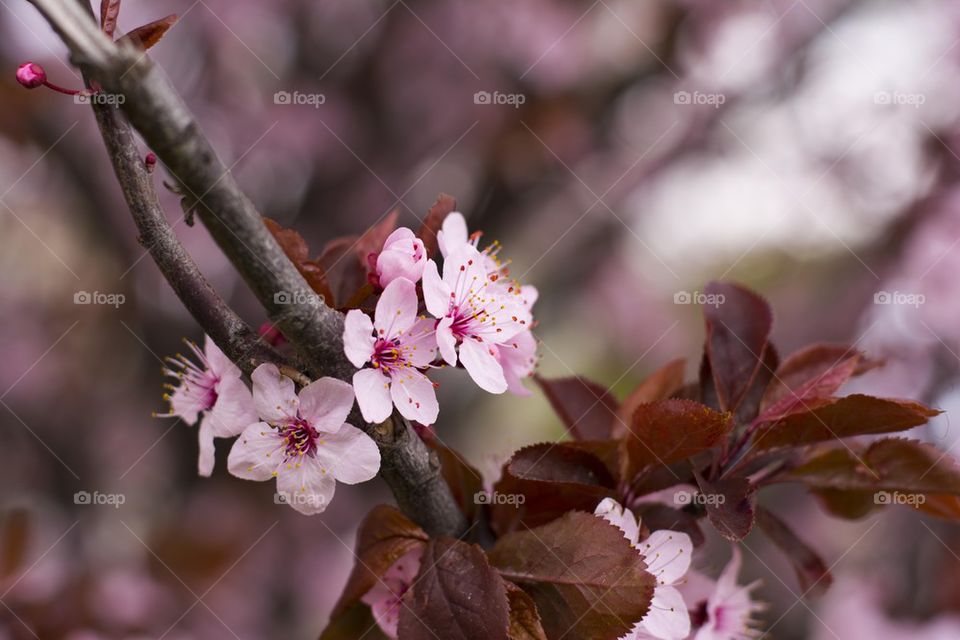 wild cherry blooming