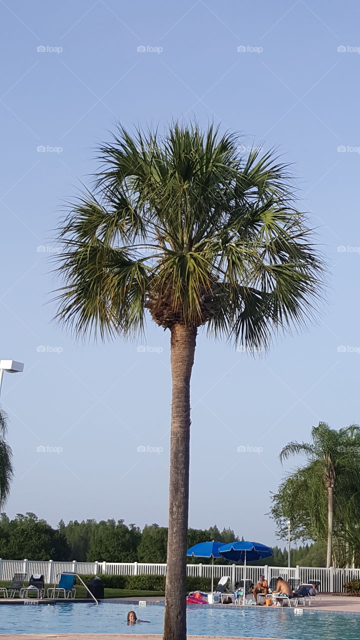 The Florida palm trees offer some shade from the blistering summer sun.