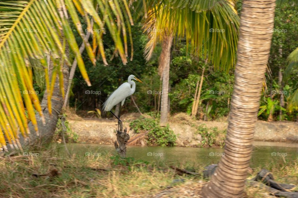 bird perching beside a lake.